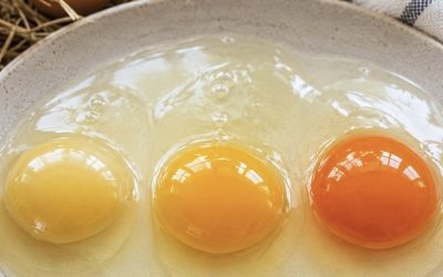 The Egg Yolk That Stopped Me in My Tracks