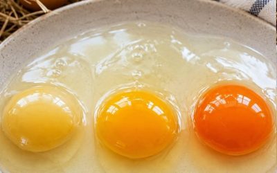 The Egg Yolk That Stopped Me in My Tracks