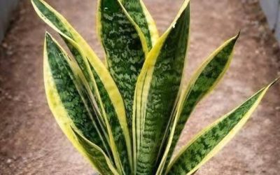 The Power of the Snake Plant: Why Having It in Your Home Is a Blessing