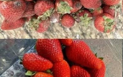 How to Keep Strawberries Fresh Longer: 7 Expert Tips to Prevent Mold and Spoilage