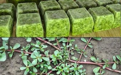 What Happens to Your Body When You Eat Purslane Every Day — Especially After 60
