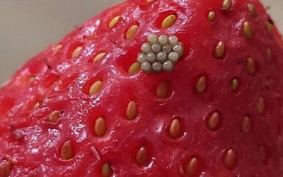 # I soaked my berries in salt water and saw these white wiggling things come out. Should I just throw them away?