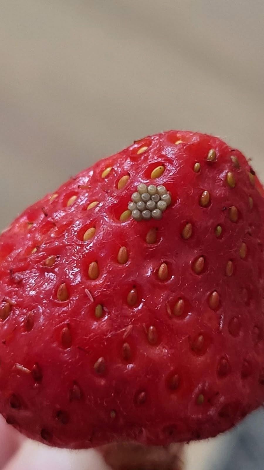 # I soaked my berries in salt water and saw these white wiggling things come out. Should I just throw them away?