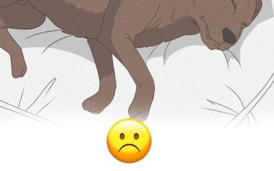 11 Signs Your Dog is Nearing the End of His Life