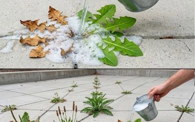 Natural and Powerful Homemade Weed Control