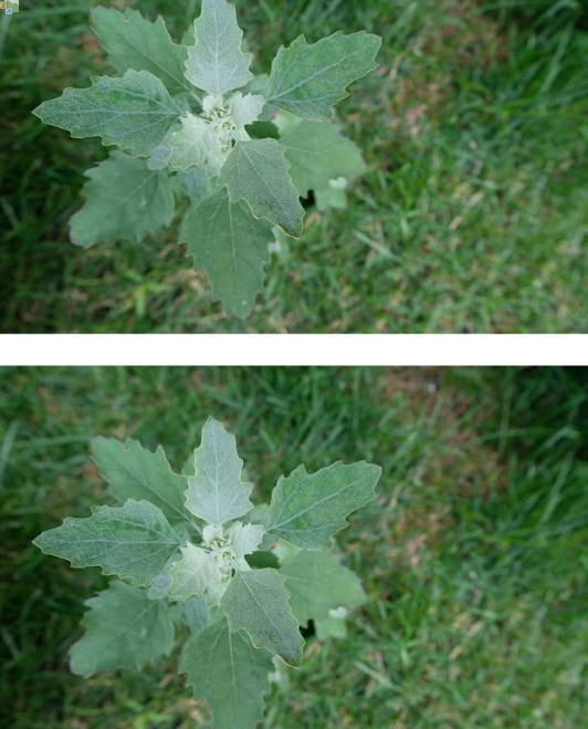 Most people have no clue. Here’s the hidden power of this plant