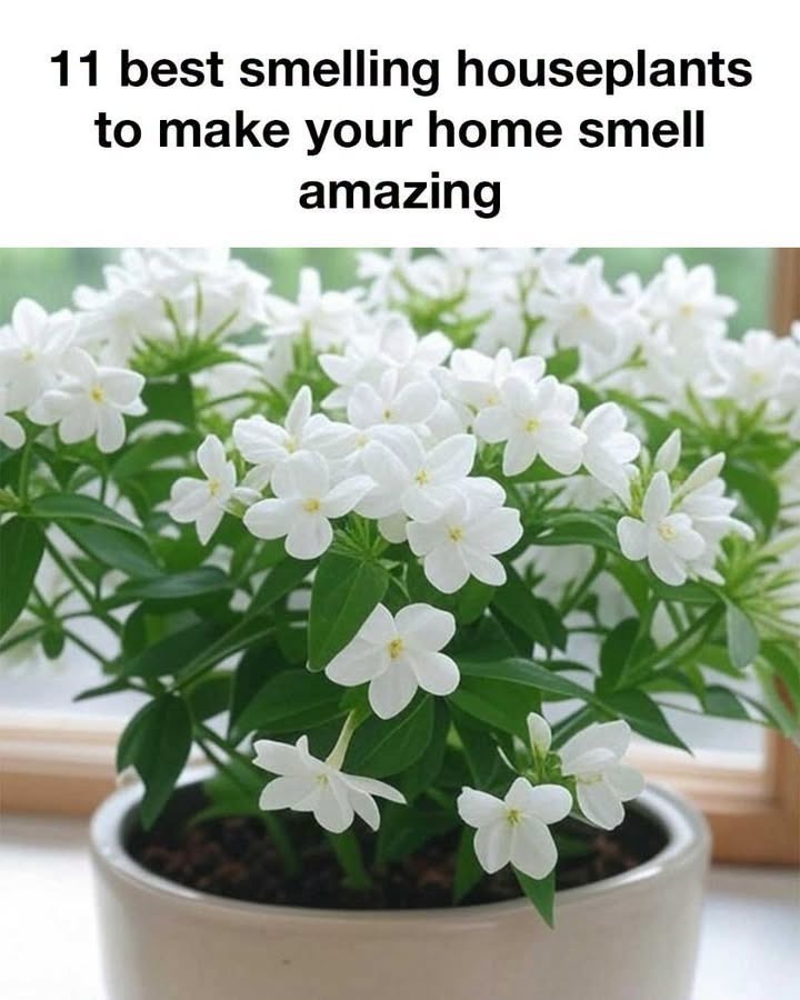 11 best smelling houseplants to make your home smell amazing