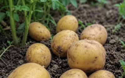 Potatoes: what doctors are really revealing about their benefits (and the mistake everyone makes)