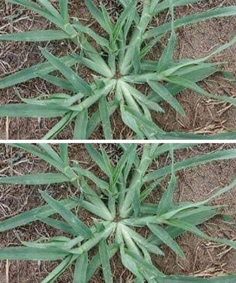 Never pull this plant out by the roots if it appears in your garden.