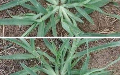Never uproot this plant if it appears in your garden.