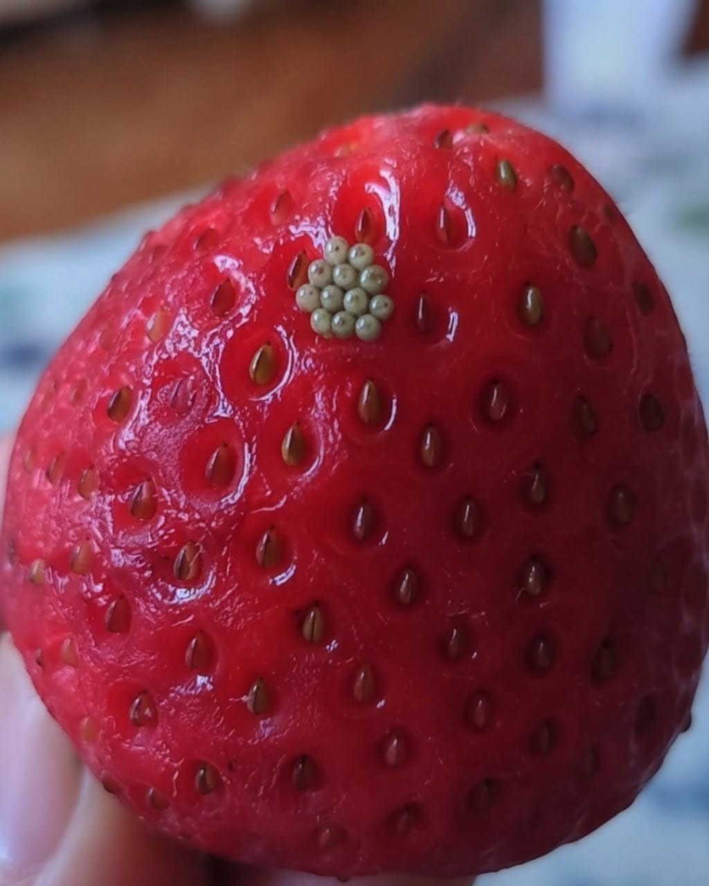 Tiny White Worms in Strawberries? Here’s What They Really Are and Whether Your Berries Are Safe to Eat