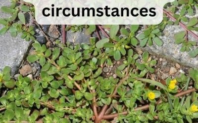 8 Reasons to Leave Purslane Growing — The “Weed” That’s Actually a Superfood!