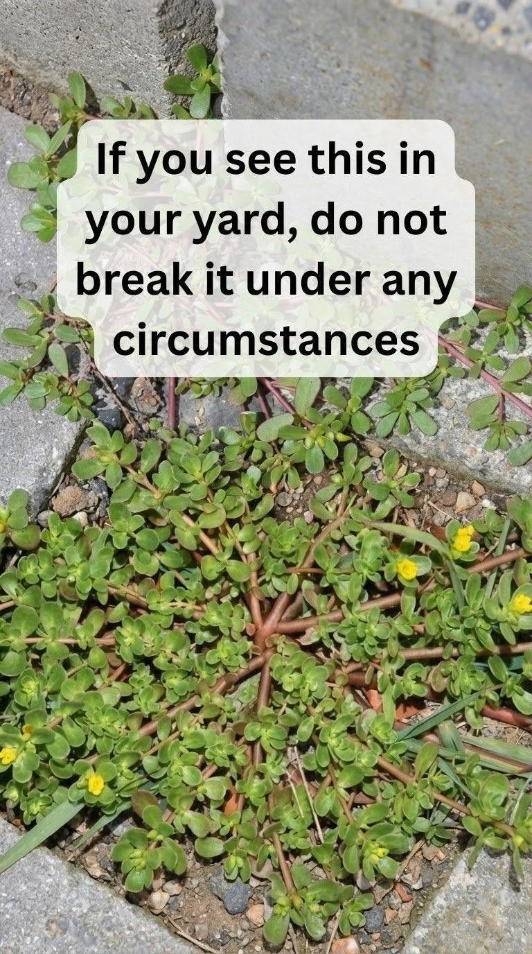 8 Reasons to Leave Purslane Growing — The “Weed” That’s Actually a Superfood!