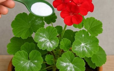 Here’s how to have geraniums full of flowers: you have to water them like this to always have them thriving