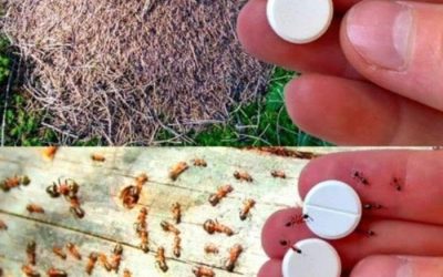 Natural methods to combat ants: How to get rid of these uninvited guests without chemicals