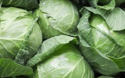 Doctors reveal that eating cabbage causes… See more👇🏼