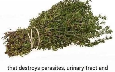 THE MOST POTENT HERB THAT DESTROYS PARASITES, URINARY TRACT …