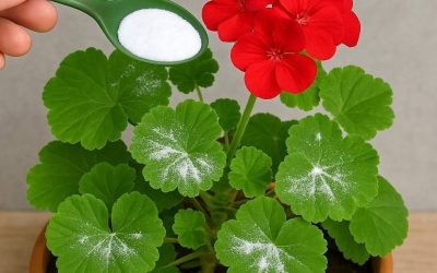 Here’s how to have geraniums full of flowers: you have to water them like this to always have them thriving